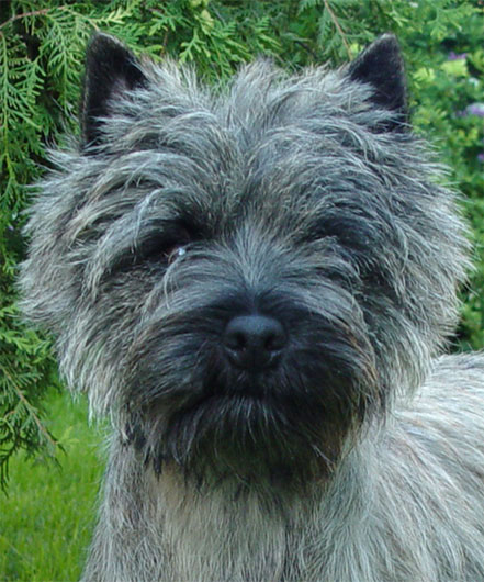 Cairn Terrier Cadero of Barnsley