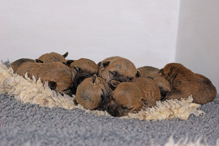 Cairn Terrier K-Wurf of Barnsley - 2 Wochen