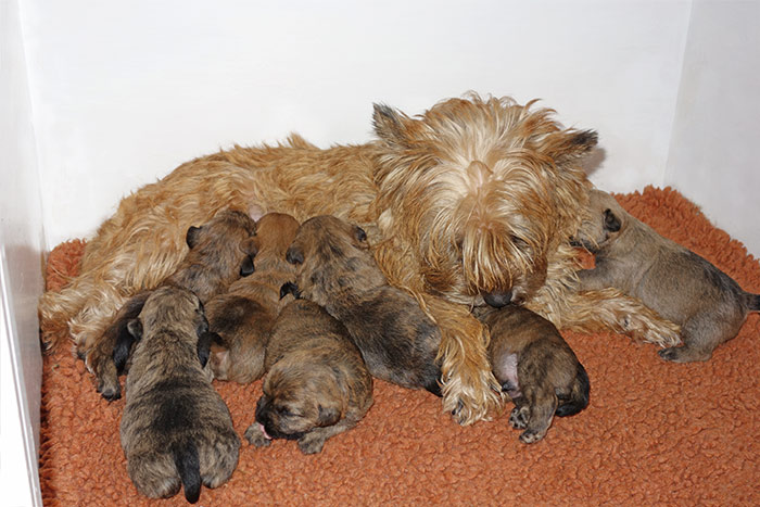 Cairn Terrier Welpen aus dem L-Wurf of Barnsley