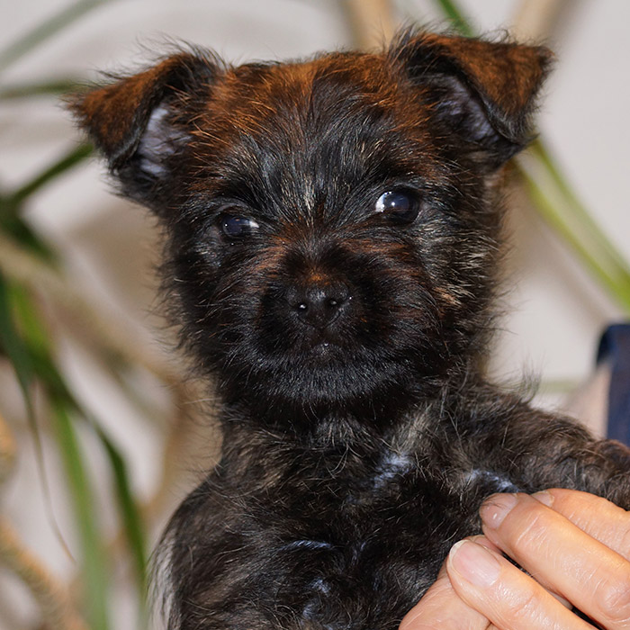 Cairn Terrier Welpen abzugeben