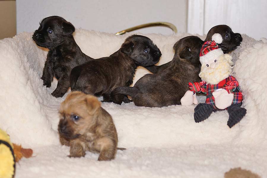 Cairn Terrier Welpen 4 Wochen