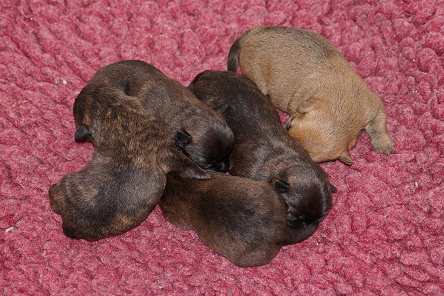 Cairn Terrier Welpen W-Wurf of Barnsley