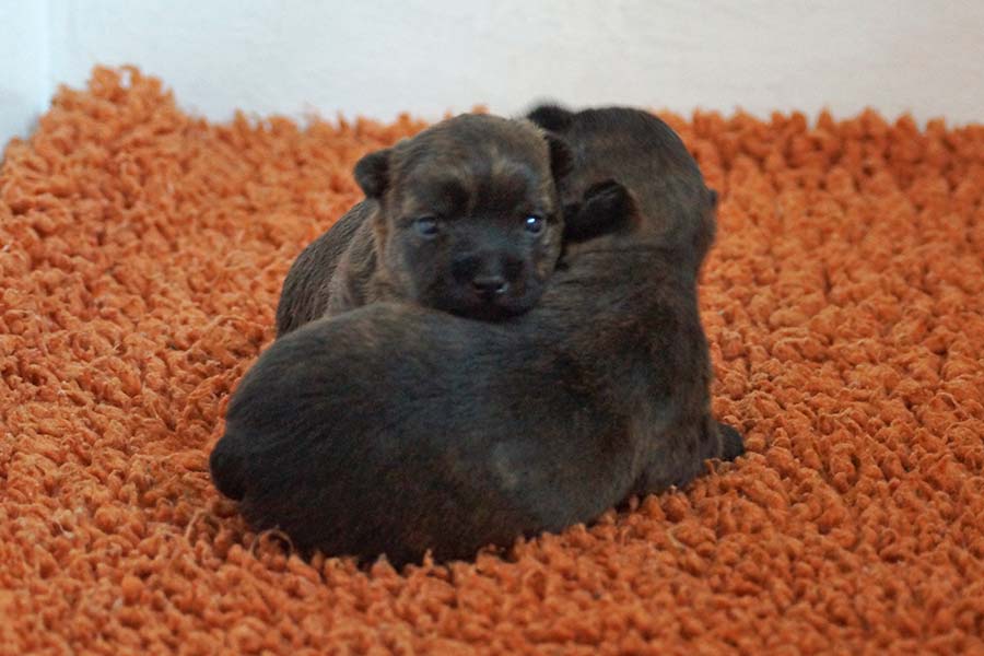 Cairn Terrier Rüden-Welpen Y-Wurf of Barnsley 2026