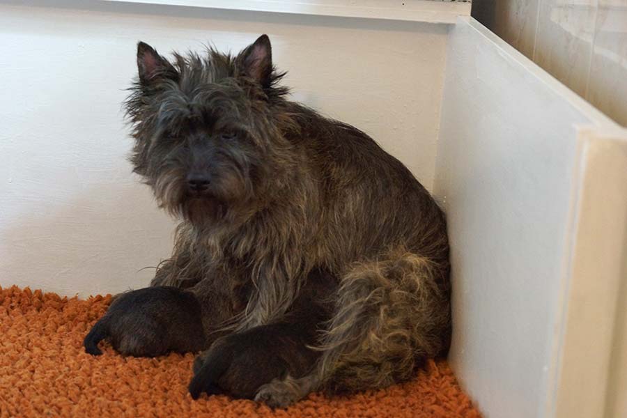 Cairn Terrier Hündin Venus Morning Star of Barnsley mit Welpen