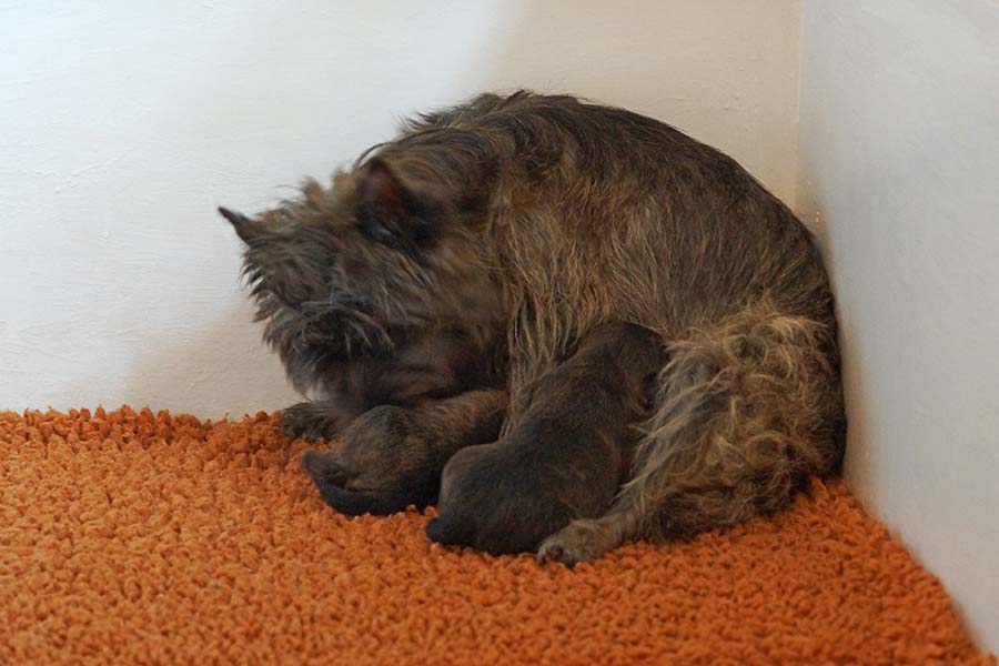 Cairn Terrier Hündin Venus Morning Star of Barnsley bei der Welpenpflege