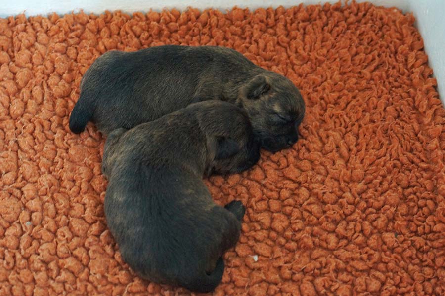 Cairn Terrier Rüden-Welpen Y-Wurf of Barnsley 2026