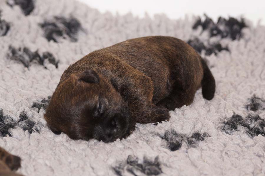 Cairn Terrier Welpe - Rüde aus dem Y-Wurf of Barnsley