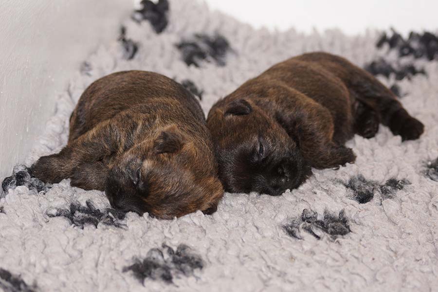 Cairn Terrier Welpen - zwei Rüden aus dem Y-Wurf of Barnsley