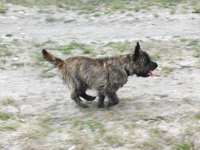 Cairn- Gallopper 