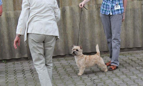 Cairn Terrier 
