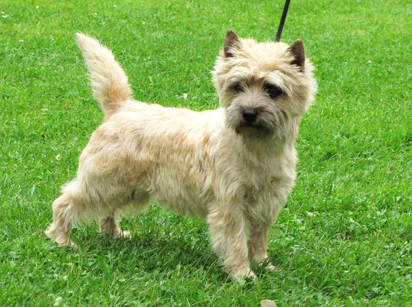 Cairn Terrier 