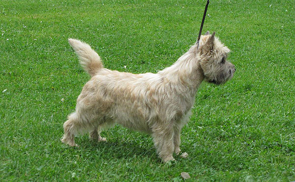 Cairn Terrier 