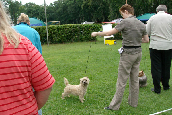 Cairn Terrier 