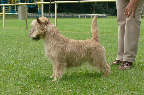 Cairn Terrier 