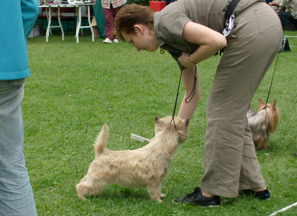 Cairn Terrier 