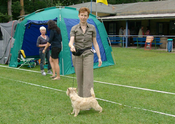 Cairn Terrier 