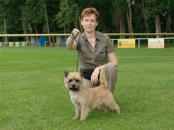 Cairn Terrier 