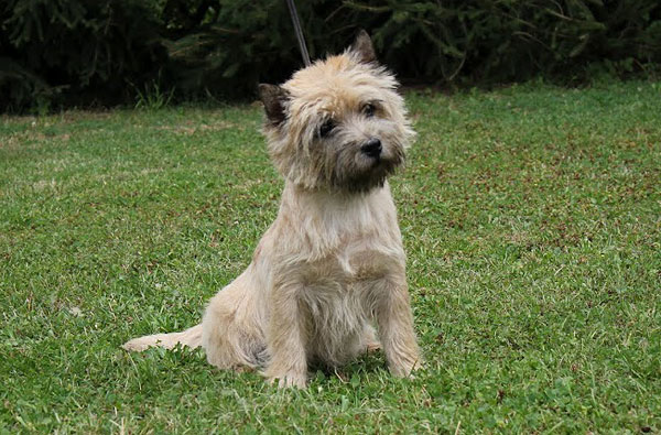 Cairn Terrier 