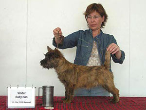 Cairn Terrier- Hundeausstellung