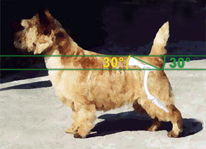 Die korrekte Beckenlage beim Cairn Terrier