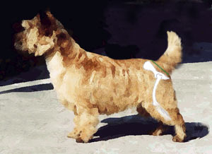 Zu steiles Becken beim Cairn Terrier