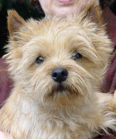 Cairn Terrier of Barnsley