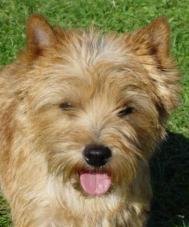 Cairn Terrier 