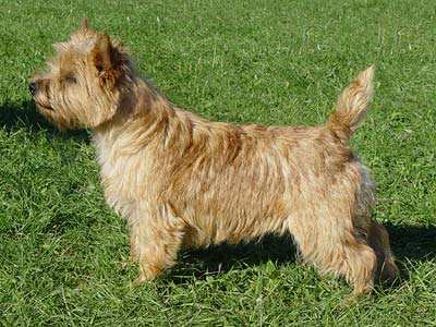 Cairn Terrier 