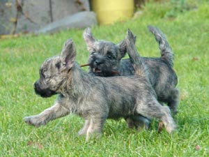 Cairn Terrier Welpe
