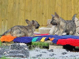 Cairn Terrier Welpe