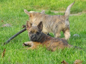 Cairn Terrier Welpe