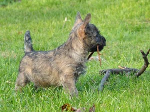 Cairn Terrier Welpe