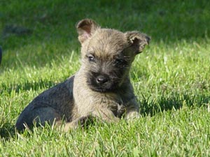 Cairn Terrier Welpe