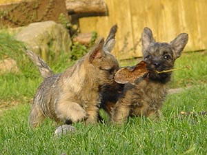 Cairn Terrier Welpe