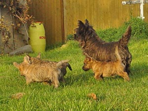 Cairn Terrier Welpe