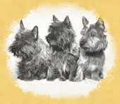 Geschichte des Cairn Terriers