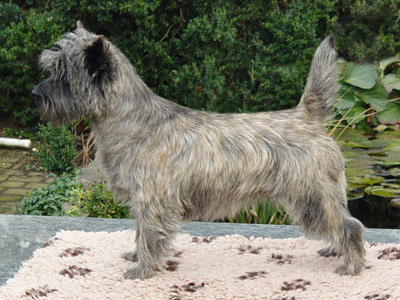 Cairn Terrier Cadero of Barnsley
