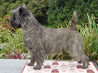 Cairn Terrier
