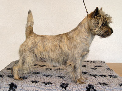 Cairn Terrier Cadero of Barnsley