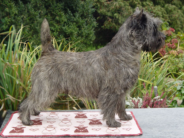 Cairn Terrier Cadero of Barnsley