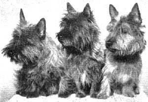 Cairn Terrier Gruppe um 1950