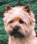 Cairn Terrier Cosmor of Barnsley