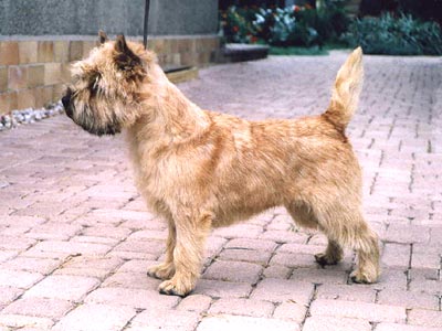 Cairn Terrier Cosmor of Barnsley