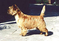 Cairn Terrier Quite Apart of Barnsley