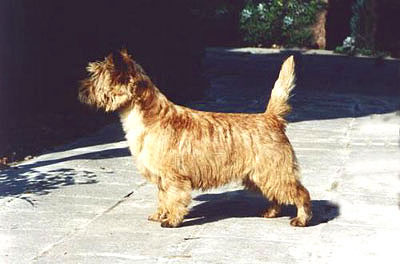 Cairn Terrier Quite Apart of Barnsley