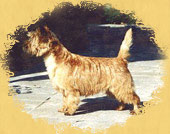 Cairn Terrier- Standard
