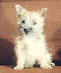 Dubsy, unsere erste Cairn Terrier. hündin