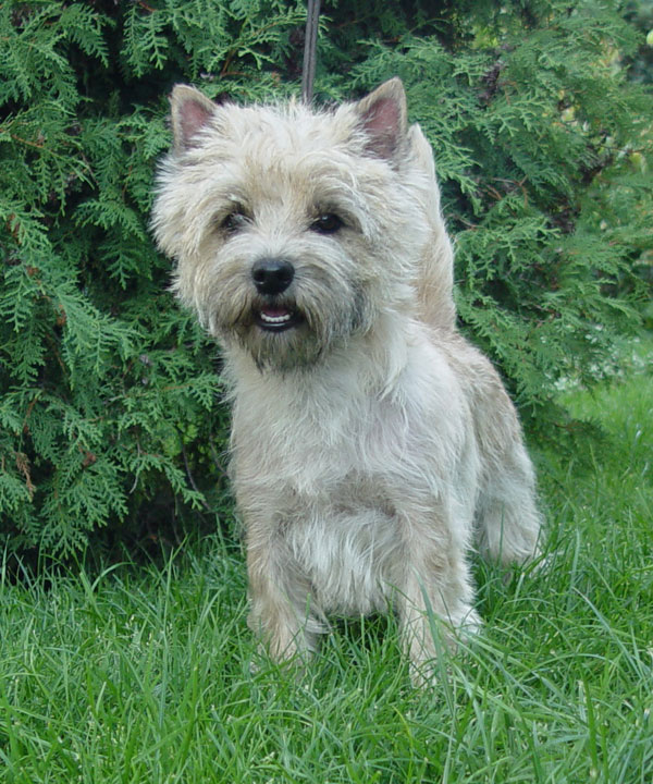 Cairn Terrier 