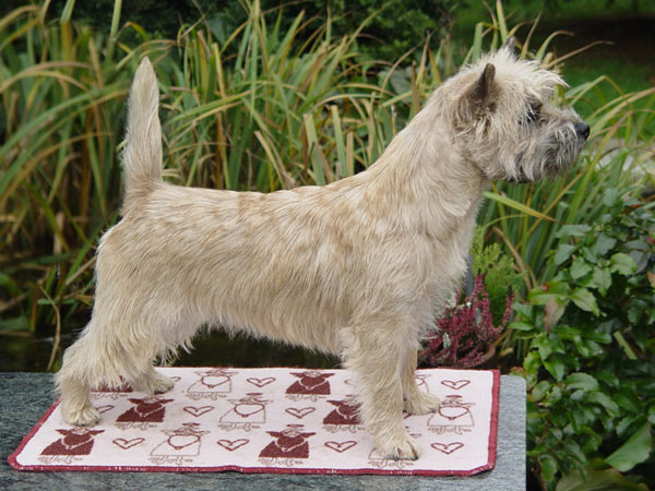 Cairn Terrier 