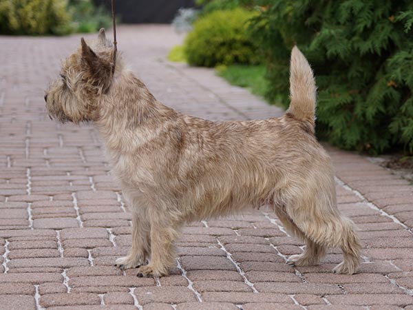 Cairn Terrier 